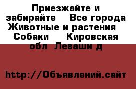 Приезжайте и забирайте. - Все города Животные и растения » Собаки   . Кировская обл.,Леваши д.